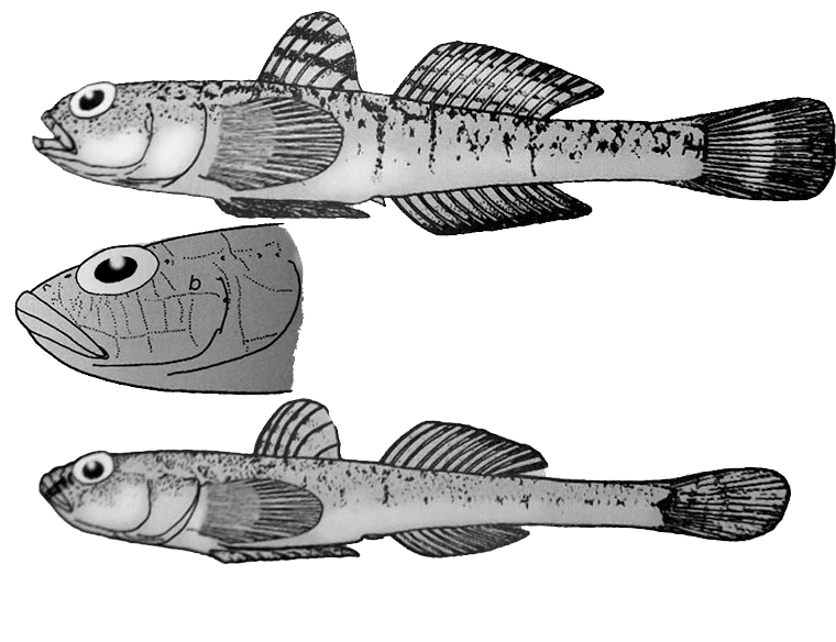 Pomatoschistus lozanoi_001.jpg